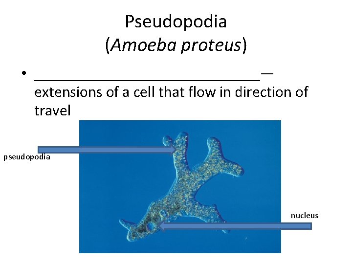 Pseudopodia (Amoeba proteus) • _______________— extensions of a cell that flow in direction of