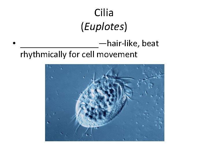 Cilia (Euplotes) • _________—hair-like, beat rhythmically for cell movement 