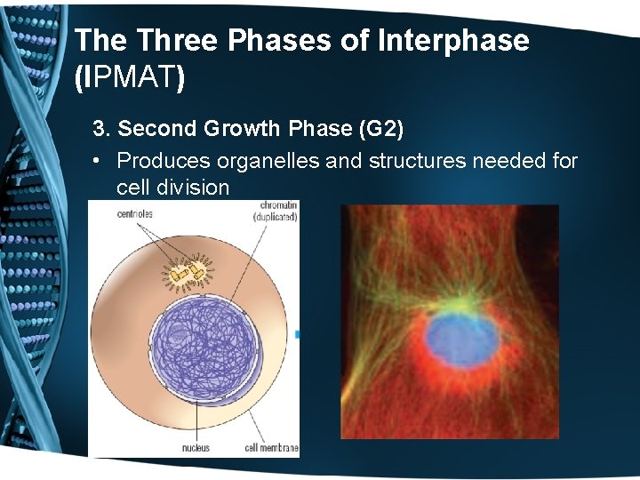 The Three Phases of Interphase (IPMAT) 3. Second Growth Phase (G 2) • Produces