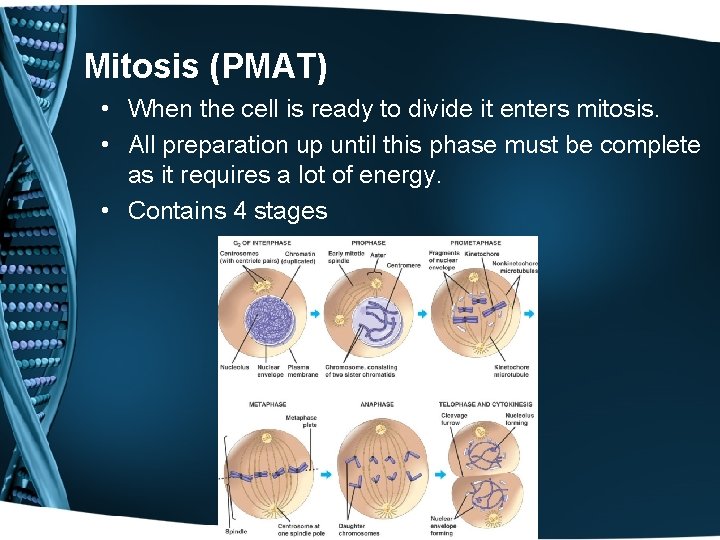 Mitosis (PMAT) • When the cell is ready to divide it enters mitosis. •