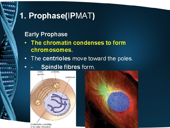 1. Prophase(IPMAT) Early Prophase • The chromatin condenses to form chromosomes. • The centrioles
