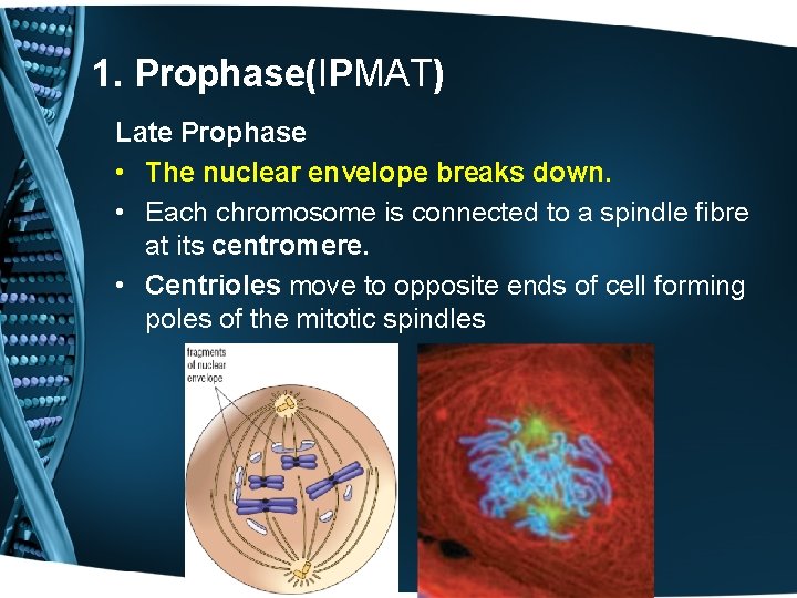 1. Prophase(IPMAT) Late Prophase • The nuclear envelope breaks down. • Each chromosome is