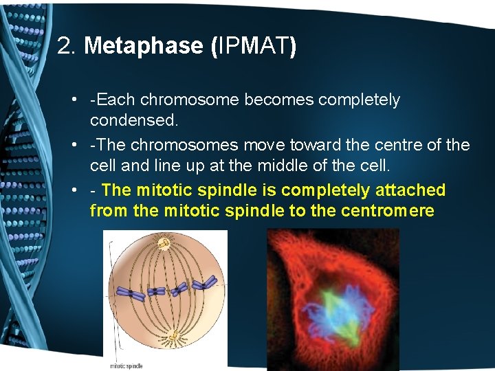 2. Metaphase (IPMAT) • -Each chromosome becomes completely condensed. • -The chromosomes move toward