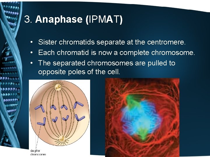 3. Anaphase (IPMAT) • Sister chromatids separate at the centromere. • Each chromatid is