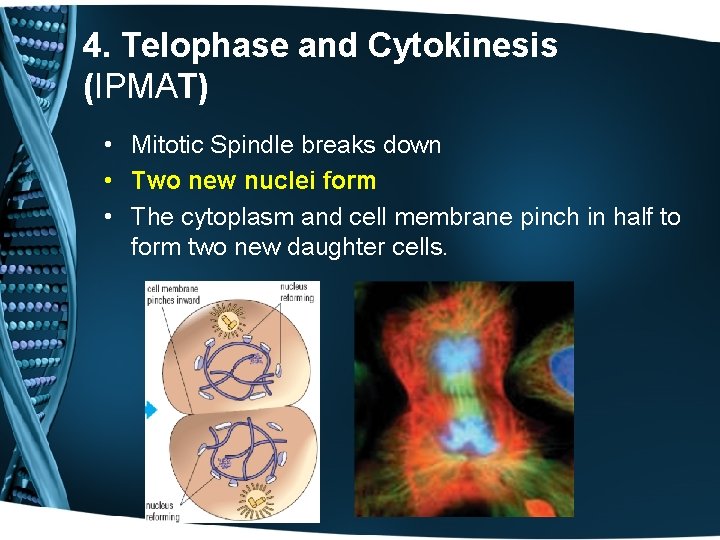 4. Telophase and Cytokinesis (IPMAT) • Mitotic Spindle breaks down • Two new nuclei