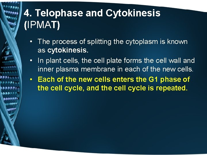 4. Telophase and Cytokinesis (IPMAT) • The process of splitting the cytoplasm is known
