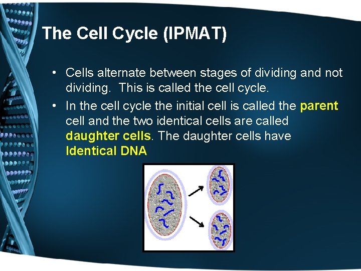 The Cell Cycle (IPMAT) • Cells alternate between stages of dividing and not dividing.
