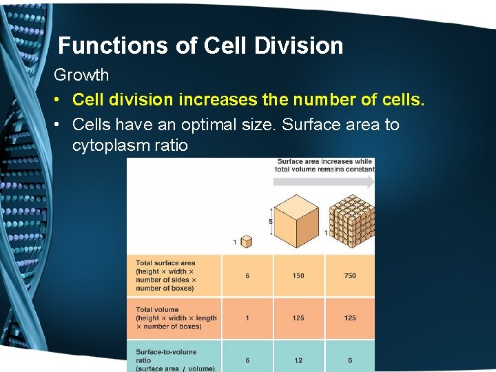 Functions of Cell Division Growth • Cell division increases the number of cells. •