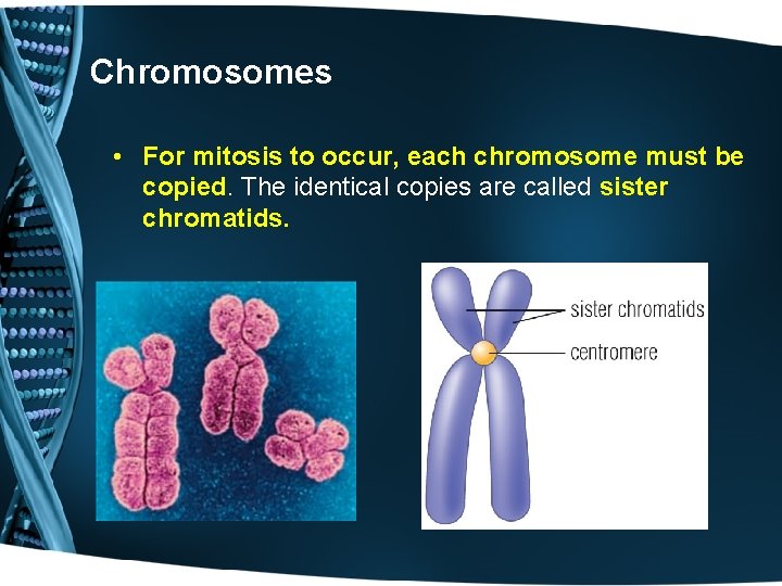 Chromosomes • For mitosis to occur, each chromosome must be copied. The identical copies