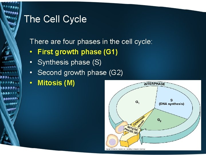 The Cell Cycle There are four phases in the cell cycle: • First growth