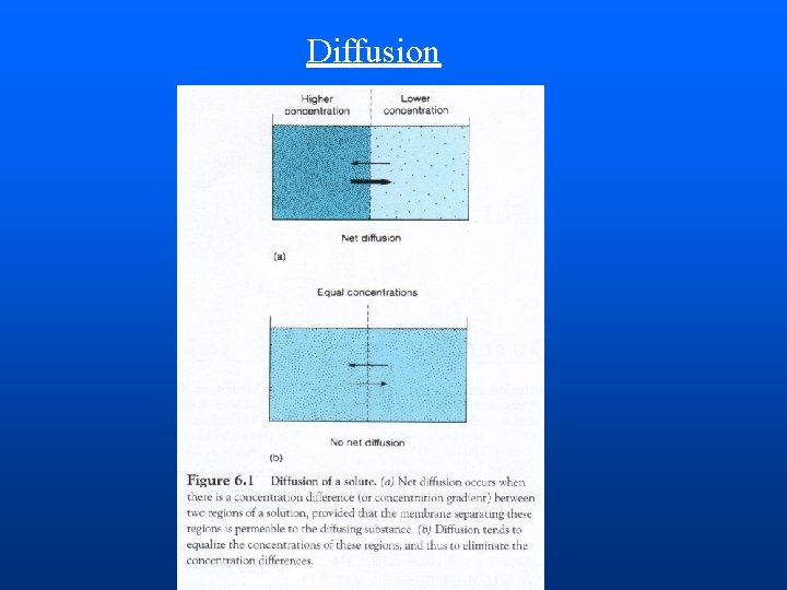 CHAPTER 6 Membrane Transport and the Membrane Potential