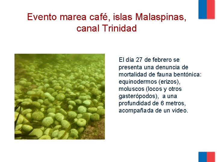 Evento marea café, islas Malaspinas, canal Trinidad El día 27 de febrero se presenta