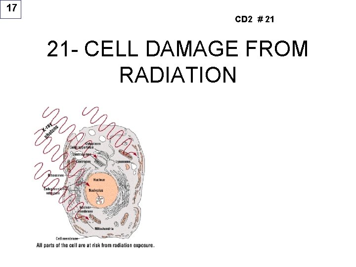 17 CD 2 # 21 21 - CELL DAMAGE FROM RADIATION 