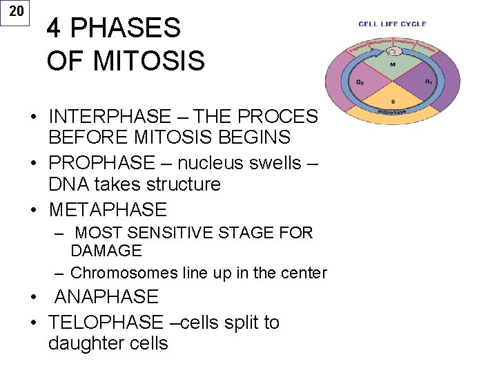 20 4 PHASES OF MITOSIS • INTERPHASE – THE PROCESS BEFORE MITOSIS BEGINS •