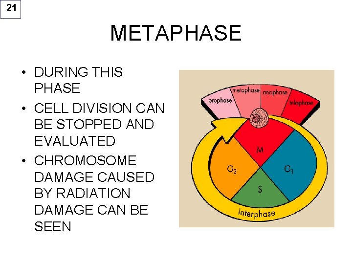 21 METAPHASE • DURING THIS PHASE • CELL DIVISION CAN BE STOPPED AND EVALUATED