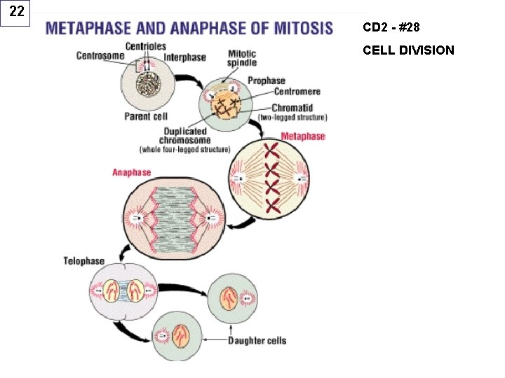 22 CD 2 - #28 CELL DIVISION 