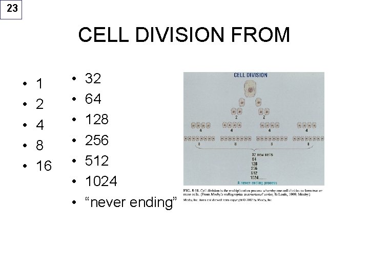 23 CELL DIVISION FROM • • • 1 2 4 8 16 • •