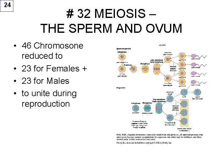 24 # 32 MEIOSIS – THE SPERM AND OVUM • 46 Chromosone reduced to