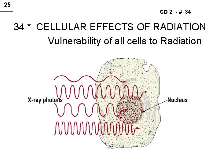 25 CD 2 - # 34 34 * CELLULAR EFFECTS OF RADIATION Vulnerability of