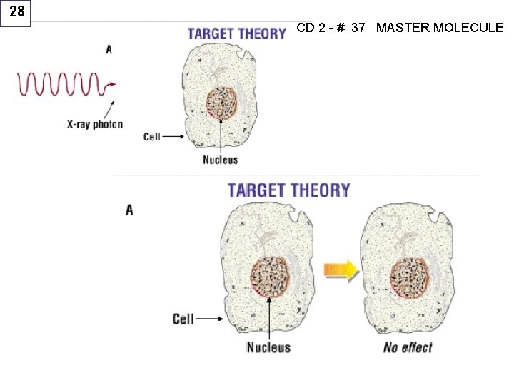 28 CD 2 - # 37 MASTER MOLECULE 