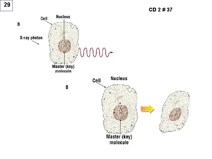 29 CD 2 # 37 