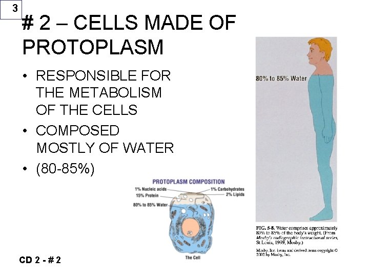 3 # 2 – CELLS MADE OF PROTOPLASM • RESPONSIBLE FOR THE METABOLISM OF