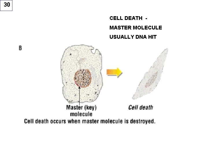 30 CELL DEATH MASTER MOLECULE USUALLY DNA HIT 