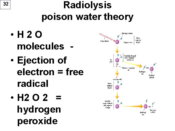 32 Radiolysis poison water theory • H 2 O molecules • Ejection of electron