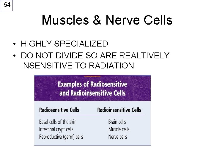 54 Muscles & Nerve Cells • HIGHLY SPECIALIZED • DO NOT DIVIDE SO ARE