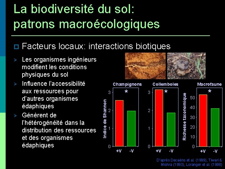 La biodiversité du sol: patrons macroécologiques Facteurs locaux: interactions biotiques Les organismes ingénieurs modifient