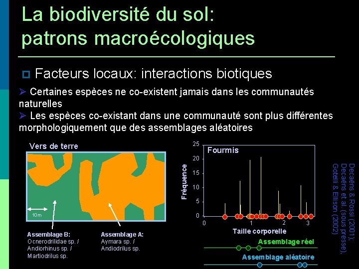 La biodiversité du sol: patrons macroécologiques Facteurs locaux: interactions biotiques Certaines espèces ne co-existent