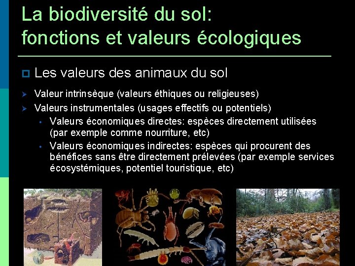 La biodiversité du sol: fonctions et valeurs écologiques Les valeurs des animaux du sol
