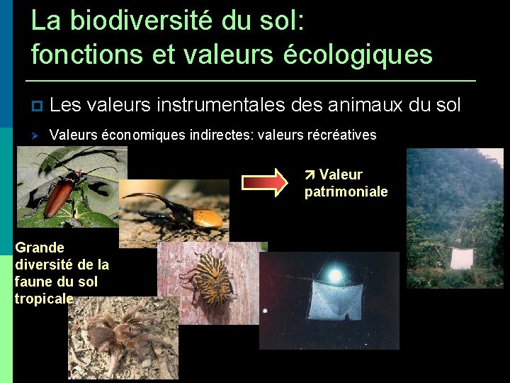 La biodiversité du sol: fonctions et valeurs écologiques Les valeurs instrumentales des animaux du