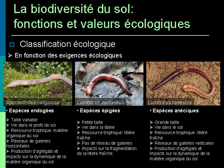 La biodiversité du sol: fonctions et valeurs écologiques Classification écologique En fonction des exigences