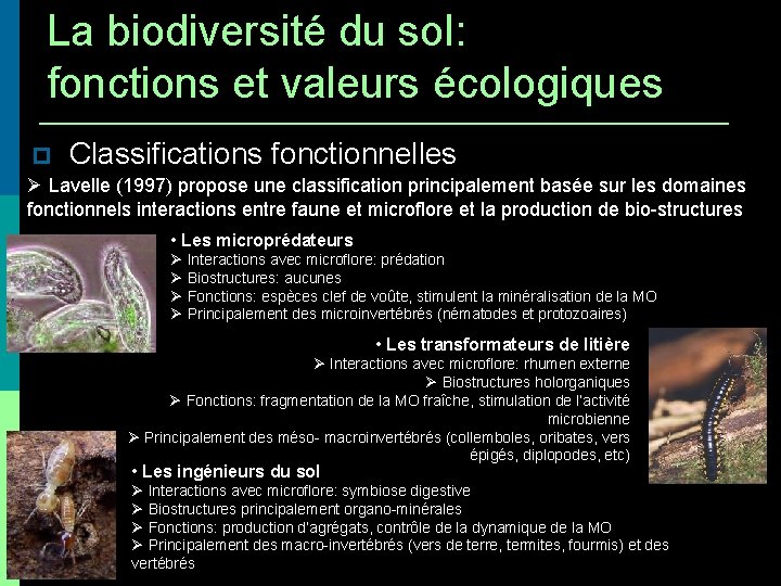 La biodiversité du sol: fonctions et valeurs écologiques Classifications fonctionnelles Lavelle (1997) propose une