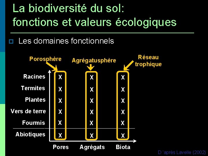 La biodiversité du sol: fonctions et valeurs écologiques Les domaines fonctionnels Porosphère Réseau trophique