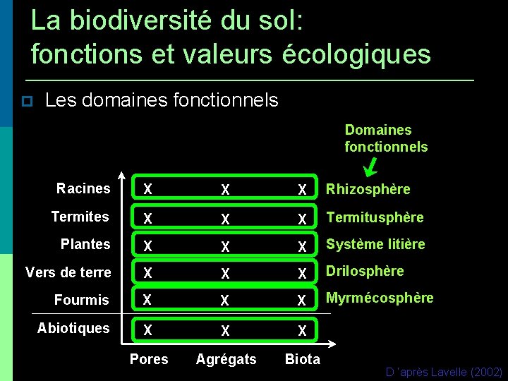 La biodiversité du sol: fonctions et valeurs écologiques Les domaines fonctionnels Domaines fonctionnels Racines