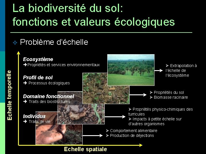 La biodiversité du sol: fonctions et valeurs écologiques v Problème d’échelle Ecosystème Echelle temporelle