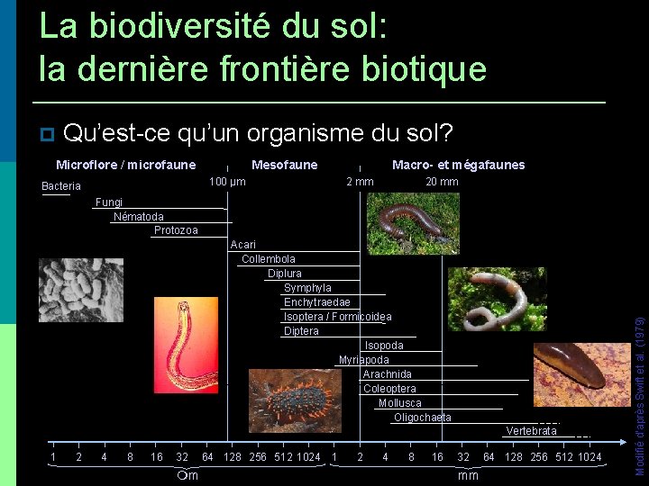 La biodiversité du sol: la dernière frontière biotique Qu’est-ce qu’un organisme du sol? Microflore