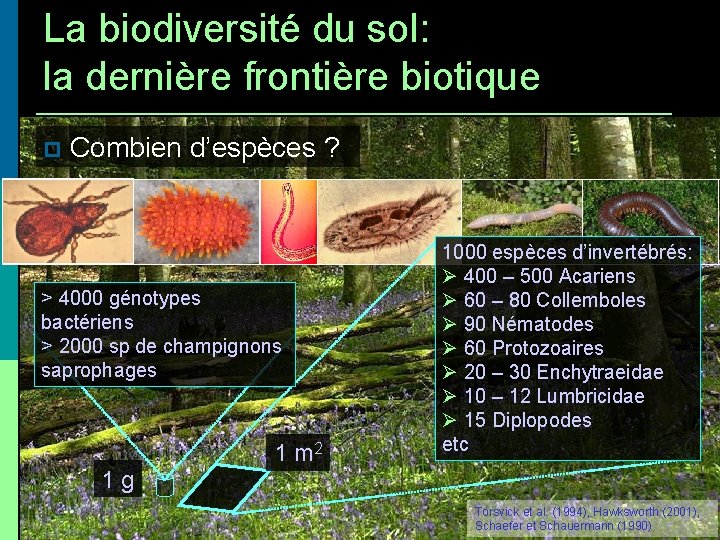 La biodiversité du sol: la dernière frontière biotique Combien d’espèces ? > 4000 génotypes
