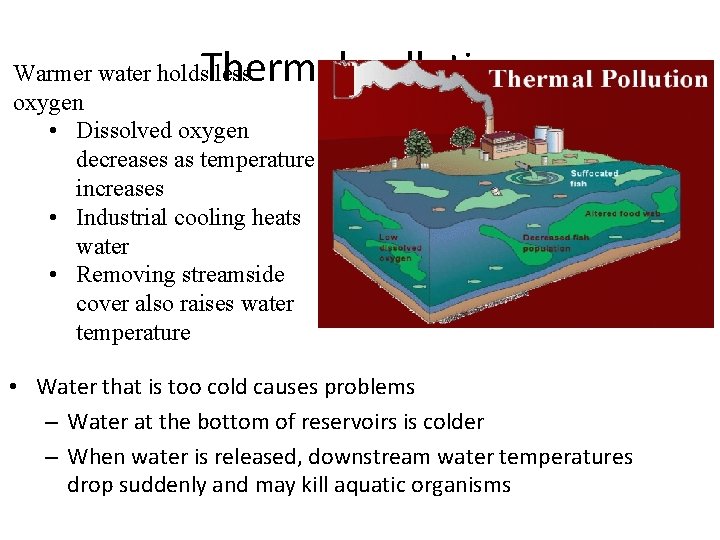 Thermal pollution Warmer water holds less oxygen • Dissolved oxygen decreases as temperature increases