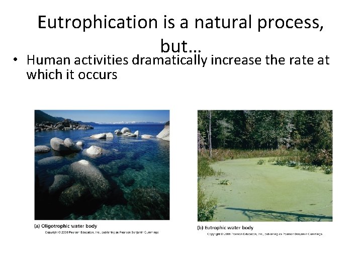 Eutrophication is a natural process, but… • Human activities dramatically increase the rate at