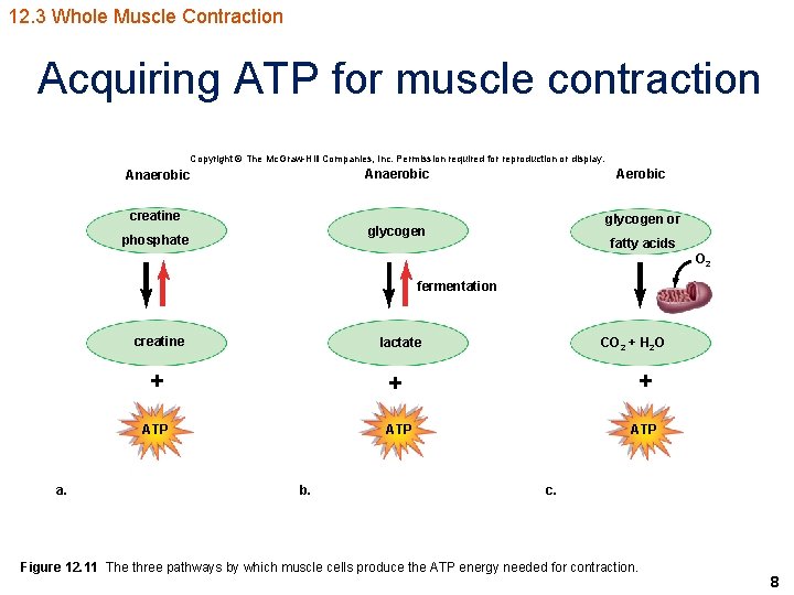 12. 3 Whole Muscle Contraction Acquiring ATP for muscle contraction Copyright © The Mc.