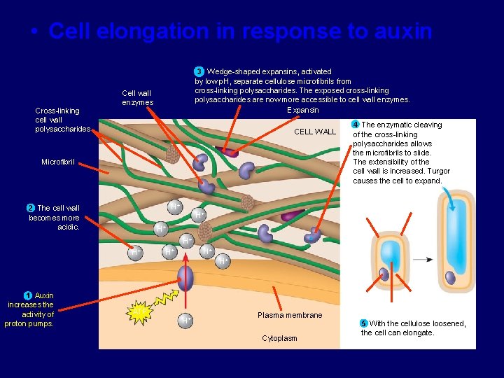  • Cell elongation in response to auxin Cross-linking cell wall polysaccharides 3 Wedge-shaped