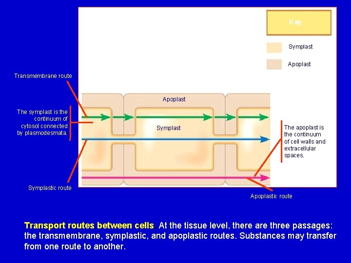 Key Symplast Apoplast Transmembrane route Apoplast The symplast is the continuum of cytosol connected