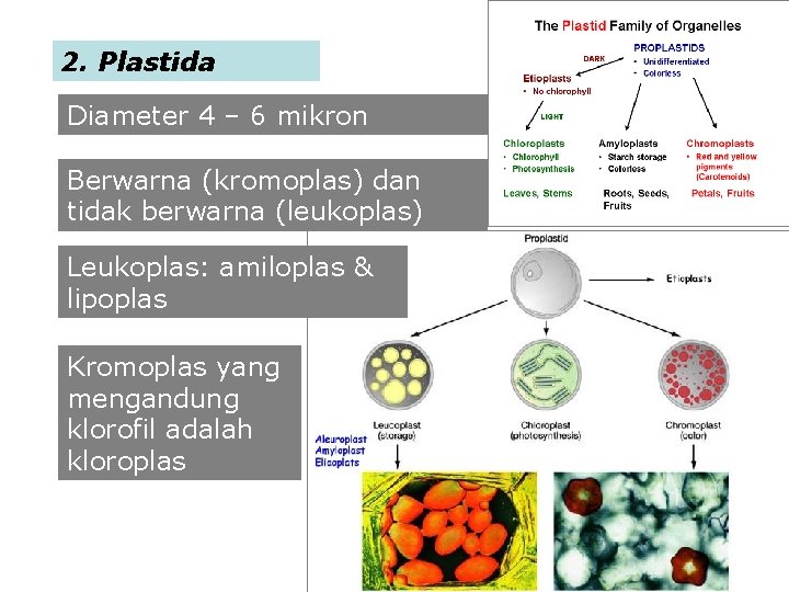 2. Plastida Diameter 4 – 6 mikron Berwarna (kromoplas) dan tidak berwarna (leukoplas) Leukoplas: