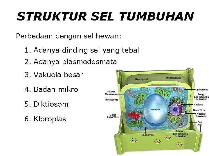 STRUKTUR SEL TUMBUHAN Perbedaan dengan sel hewan: 1. Adanya dinding sel yang tebal 2.