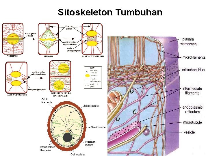 Sitoskeleton Tumbuhan 