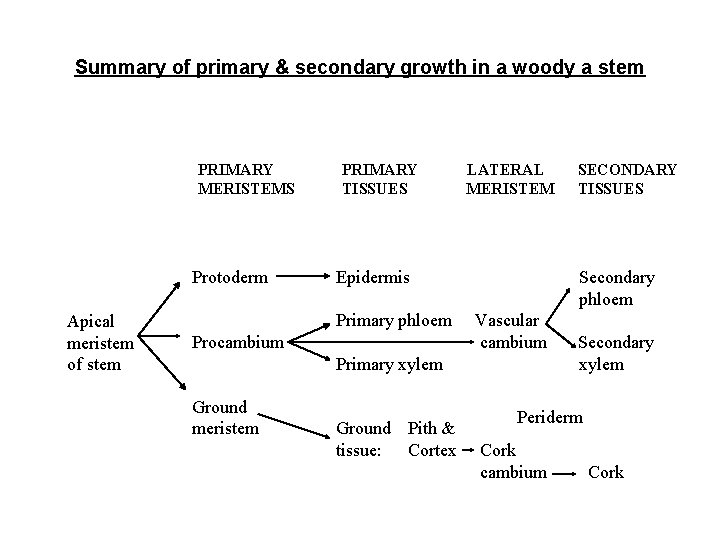 Summary of primary & secondary growth in a woody a stem PRIMARY MERISTEMS Protoderm