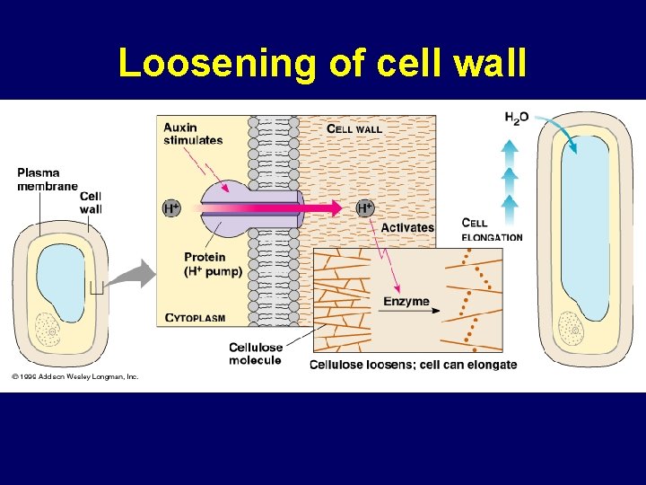 Loosening of cell wall 